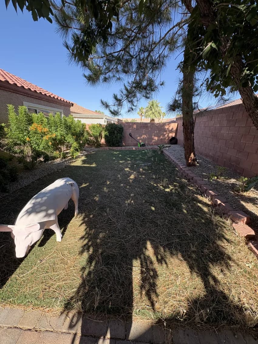 Dry, sun-faded backyard turf with bare, matted patches before restoration